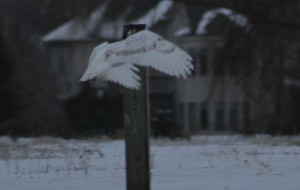 Snow Owl Flight