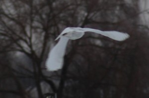 Snow Owl Flying