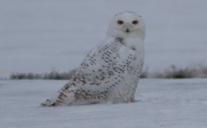 Snow Owl Front