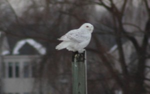 Snow Owl Perch