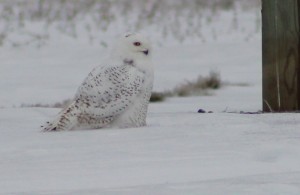 Snow Owl Side